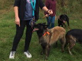 Club Canin de Charmes