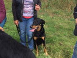 Club Canin de Charmes
