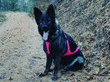 Club Canin de Charmes