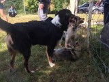Club Canin de Charmes