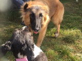 Club Canin de Charmes