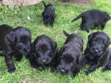 Club Canin de Charmes