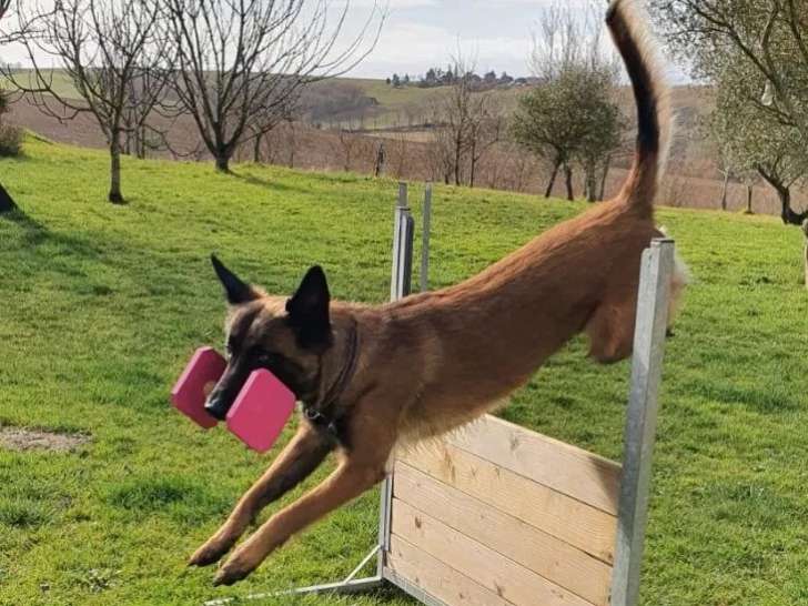 Club Agility Cugnalais