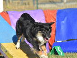 Toulouse Véto Agility (TVA)