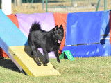 Toulouse Véto Agility (TVA)