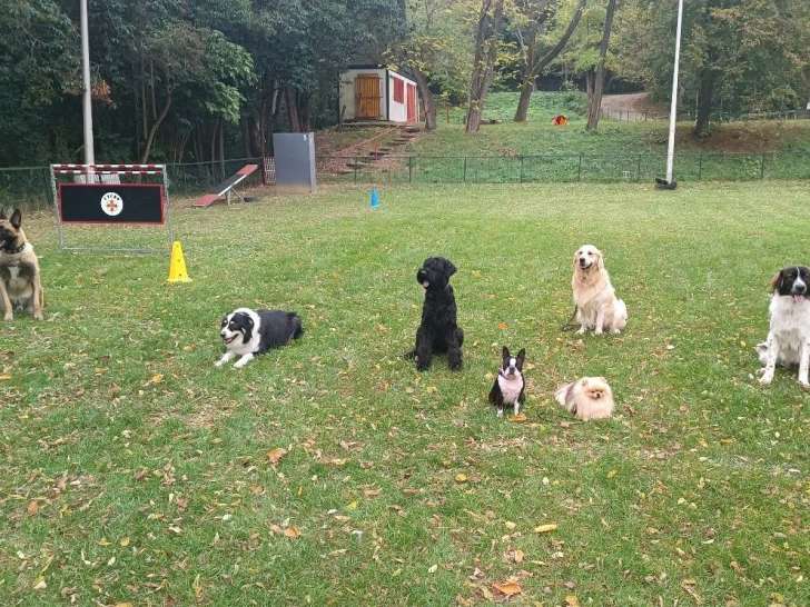 Club Toulousain Cynophile D'Education Et Pratiques Sportives (CTCDP)