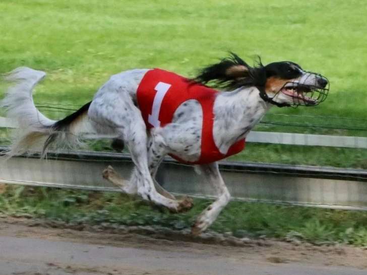 Al Asmaanii Saluki's