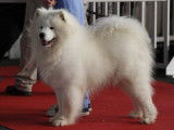 Les Samoyedes Of Karasea