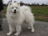 Les Samoyedes Of Karasea