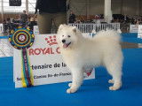 Les Samoyedes Of Karasea