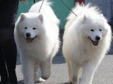 Les Samoyedes Of Karasea