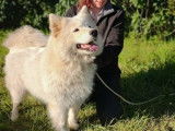 Les Samoyedes Of Karasea