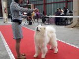 Les Samoyedes Of Karasea