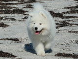 Les Samoyedes Of Karasea