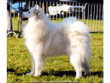 Les Samoyedes Of Karasea