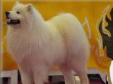 Of Bloom White