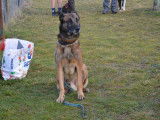 Club du Chien de Berger et de Garde de la Montagne Noire (CCBG)