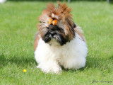 Loveboby Shih tzu
