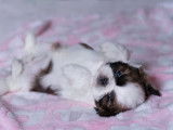 Loveboby Shih tzu
