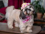 Loveboby Shih tzu