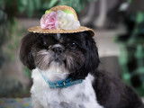 Loveboby Shih tzu