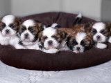 Loveboby Shih tzu