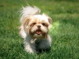 Loveboby Shih tzu