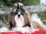 Loveboby Shih tzu
