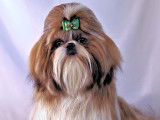 Loveboby Shih tzu