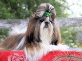 Loveboby Shih tzu