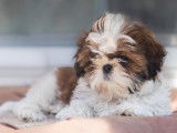 Loveboby Shih tzu