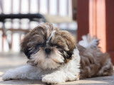 Loveboby Shih tzu