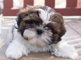 Loveboby Shih tzu