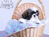 Loveboby Shih tzu