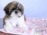 Loveboby Shih tzu