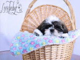Loveboby Shih tzu