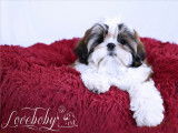 Loveboby Shih tzu