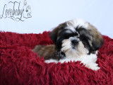 Loveboby Shih tzu