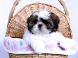Loveboby Shih tzu