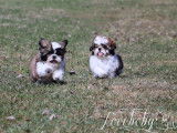 Loveboby Shih tzu