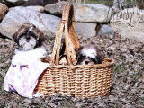 Loveboby Shih tzu