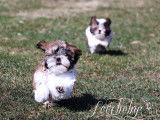 Loveboby Shih tzu
