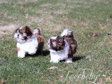 Loveboby Shih tzu