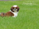 Loveboby Shih tzu
