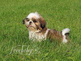 Loveboby Shih tzu