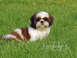 Loveboby Shih tzu