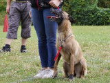 Club d'Education Canine de Beuvry