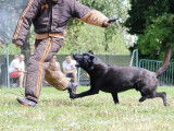 Club d'Education Canine de Beuvry