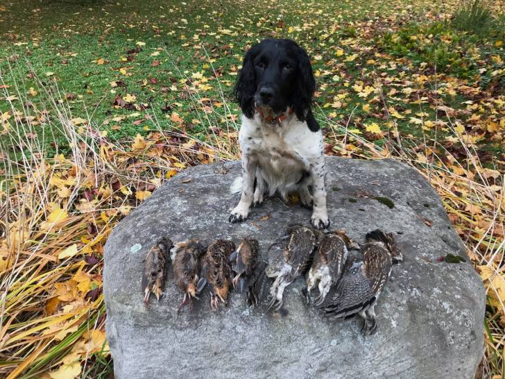 Chenils - Le-Chasseur