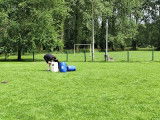 Sport Canin Wittois